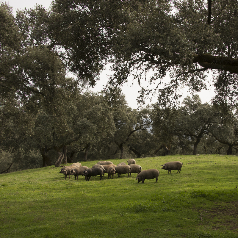 Qué comen los cerdos ibéricos - Montanera