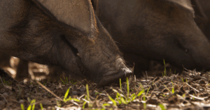 ¿Puede desaparecer el jamón de bellota ibérico por el cambio climático?