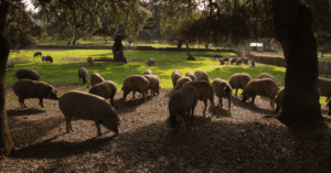 Diferencias entre jamón ibérico de cebo, cebo de campo y de bellota
